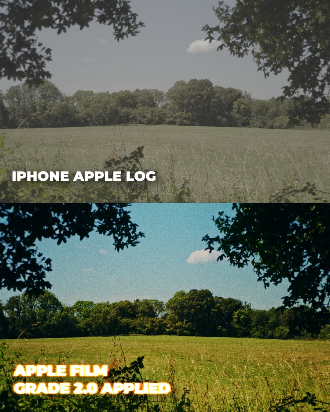 Apple Film Grade 2.0