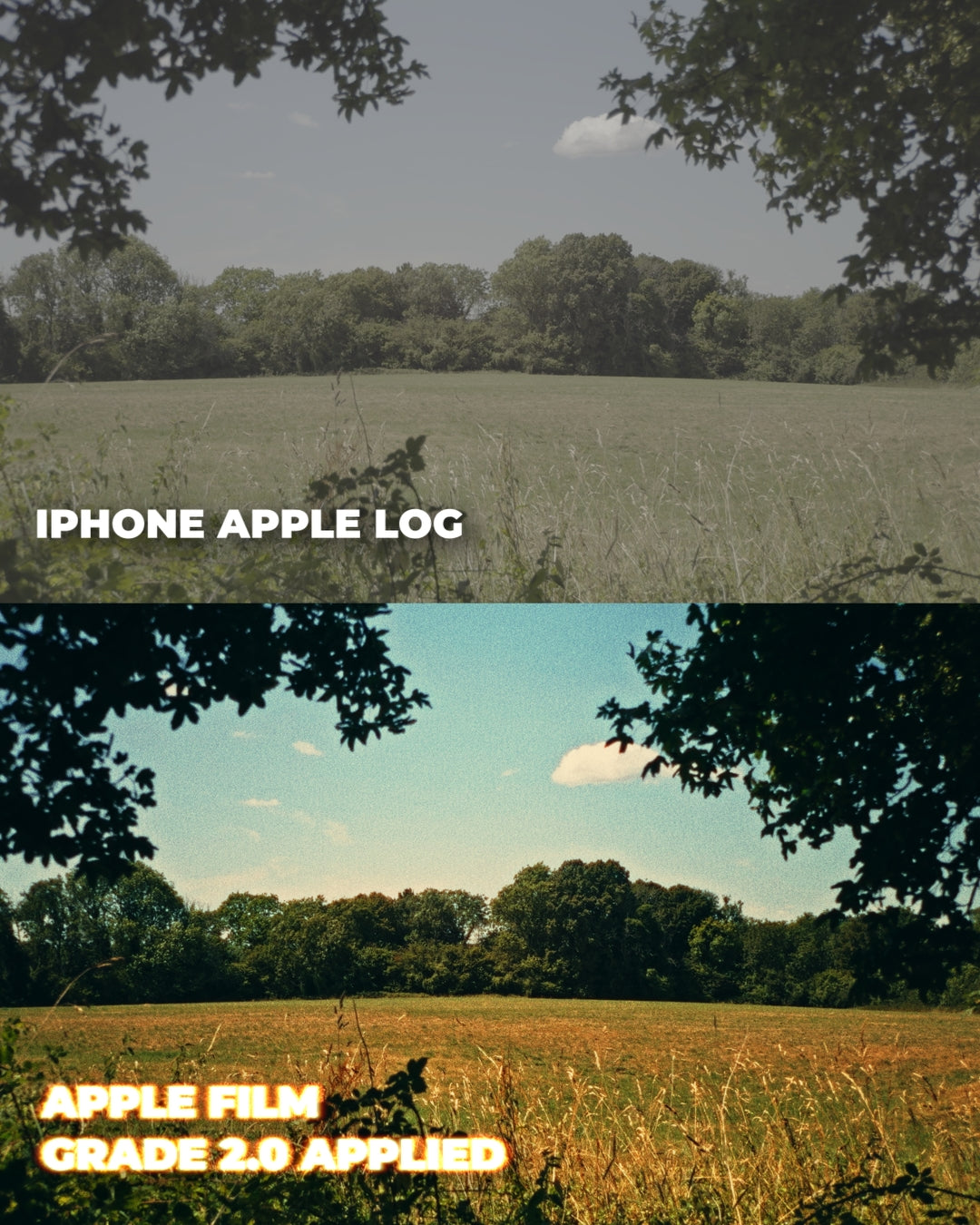 Apple Film Grade 2.0