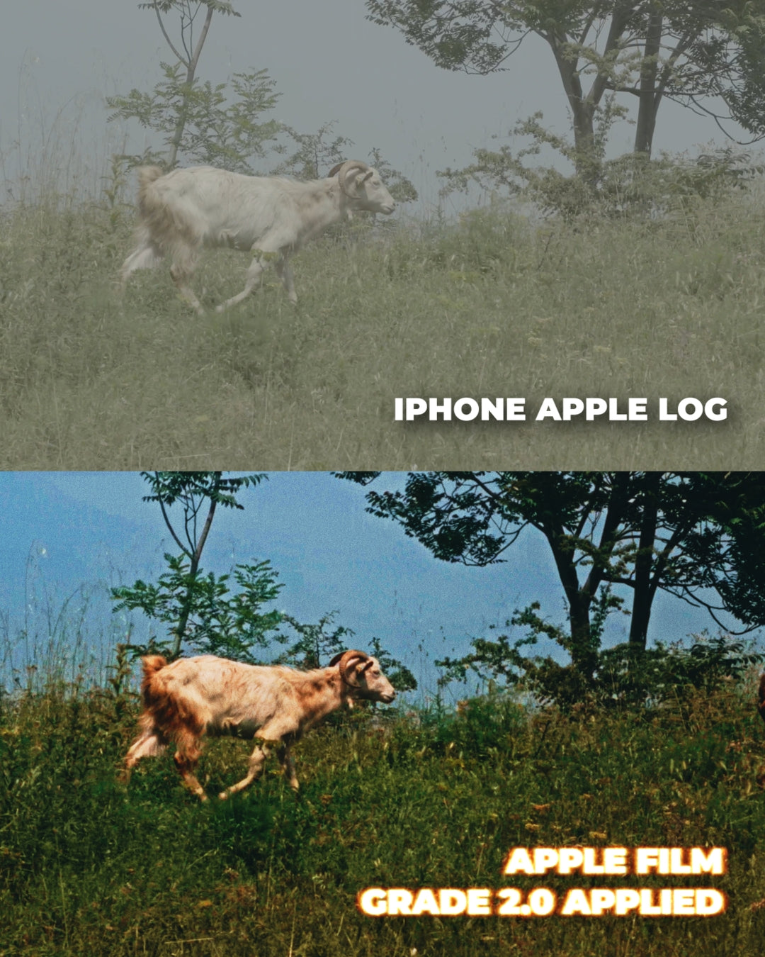 Apple Film Grade 3.0