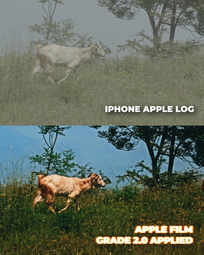 Apple Film Grade 3.0